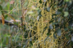 Cuscuta japonica