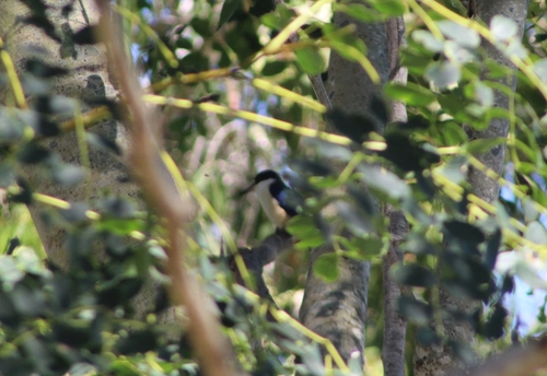 Forest Kingfisher