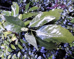 Aucuba japonica