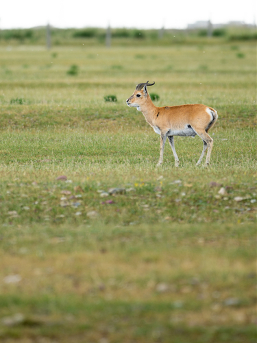 Przewalski's Gazelle