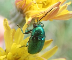 Cryptocephalus sericeus