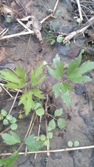 Ranunculus hispidus nitidus