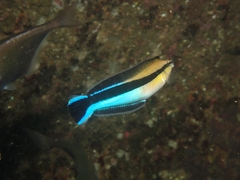 Mimic Blenny photo 4