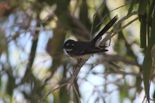 Grey Fantail