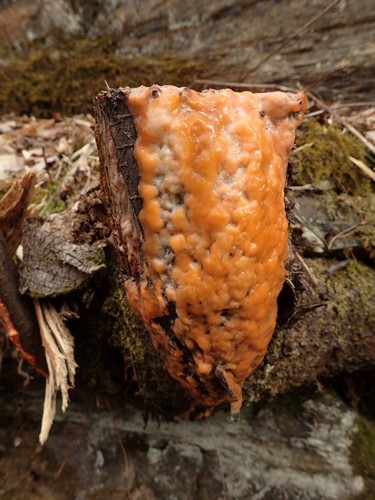 deer vomit
