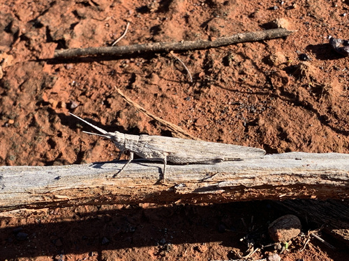 Bark-mimicking Grasshopper