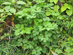 Peucedanum japonicum