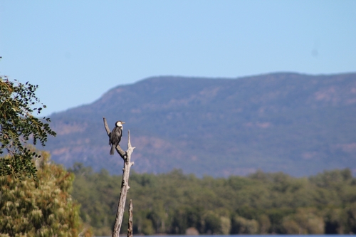 Little Pied Cormorant
