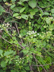 Peucedanum japonicum