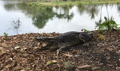 Crocodylus rhombifer