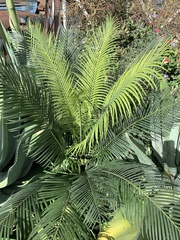 Cycas thouarsii
