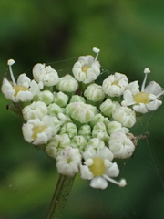Peucedanum japonicum