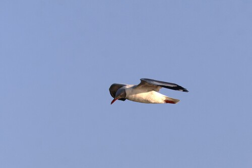 iNaturalist image