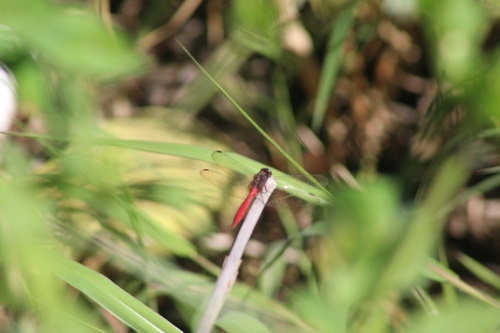 Fiery Skimmer