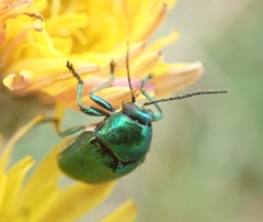 Cryptocephalus sericeus