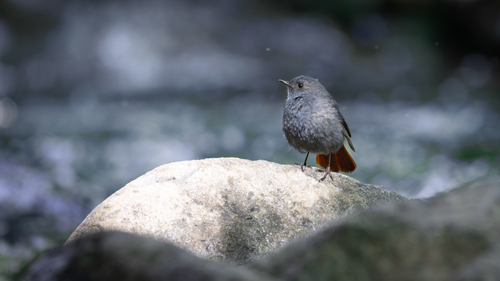 Plumbeous Water Redstart