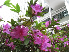 Rhododendron × pulchrum