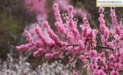 Prunus triloba