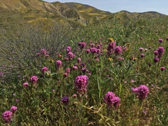 Castilleja exserta