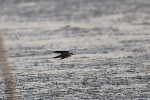 iNaturalist image
