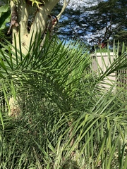 Syagrus picrophylla
