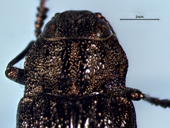 Dicerca divaricata