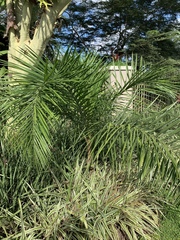 Syagrus picrophylla