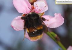 Bombus ganjsuensis