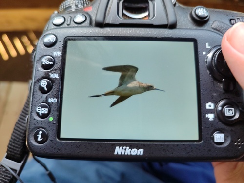 iNaturalist image
