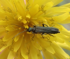 Oedemera lurida