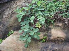 Peucedanum japonicum