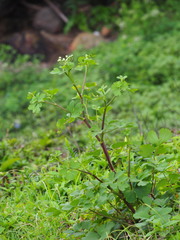 Peucedanum japonicum