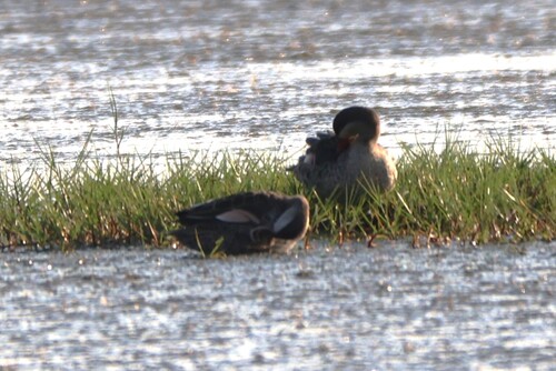iNaturalist image