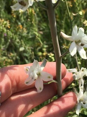 Delphinium gypsophilum