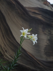Lilium longiflorum