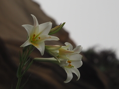 Lilium longiflorum