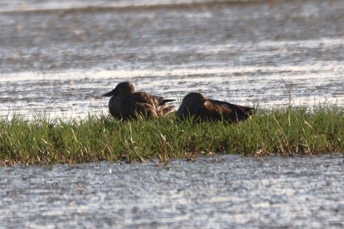 iNaturalist image