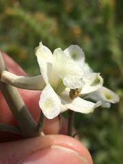 Delphinium gypsophilum
