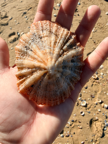 Patella tabularis, 2026-07-20