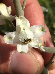 Delphinium gypsophilum