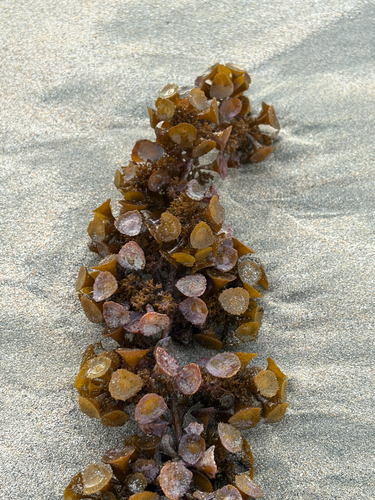 Turbinaria turbinata observed 2026-07-18