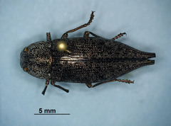 Dicerca divaricata