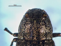 Dicerca divaricata
