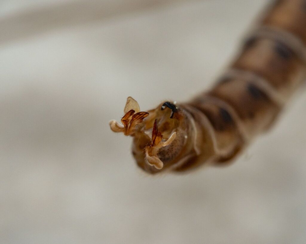 Tipula furca