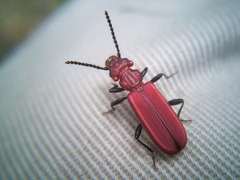 Cucujus haematodes