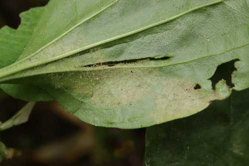 Peronospora alta observed 2026-07-19