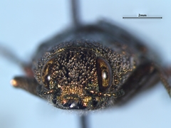 Dicerca divaricata