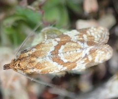 Aethes hartmanniana
