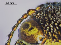 Dicerca divaricata
