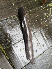 Catfish photo 1
